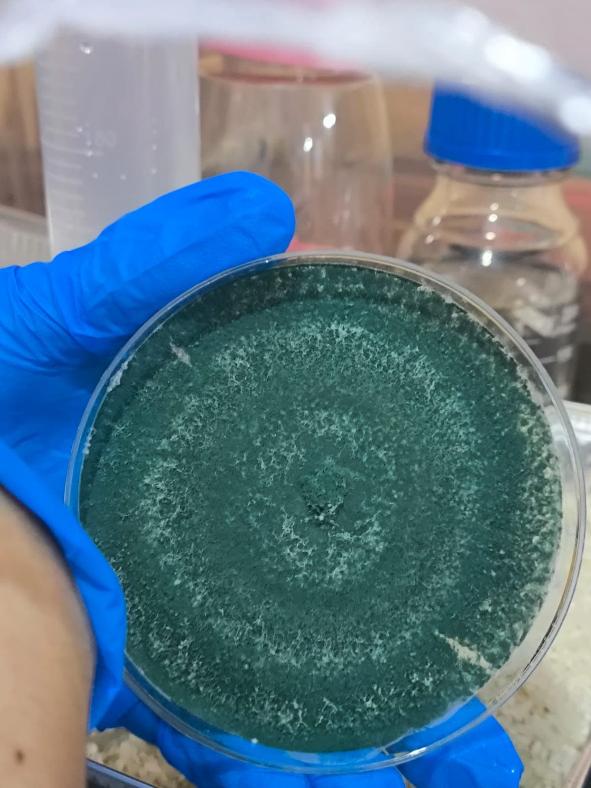 Aislamiento de la cepa de Trichoderma harzianum en caja Petri